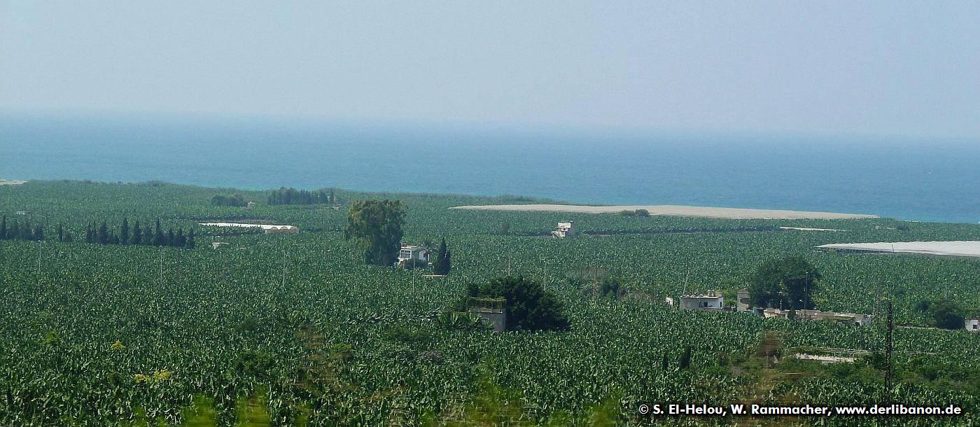 Libanon, Bananenplantage im Sdlibanon
