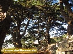 Libanon, Wanderweg im Barouk Zedernwald