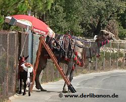 Libanon, Kamel und Esel