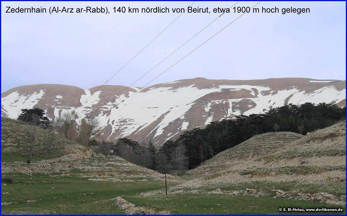 Libanon: Der Zedernwald Al-Arz im Qadisha-Tal, etwa 1900 m hoch gelegen