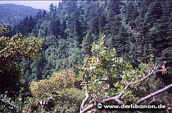 Libanon: Naturschutzgebiet und Wald von Ehden