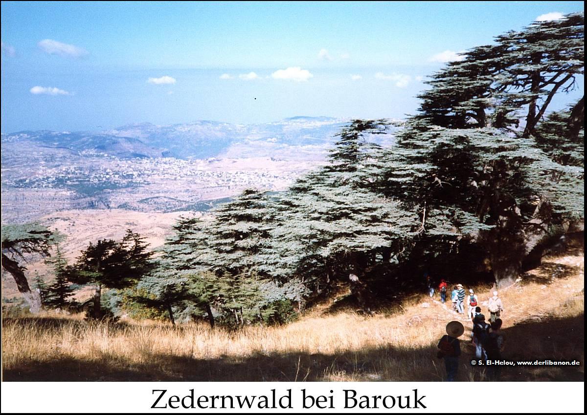 Libanon: Naturschutzgebiet, Zedern in Barouk im Chouf