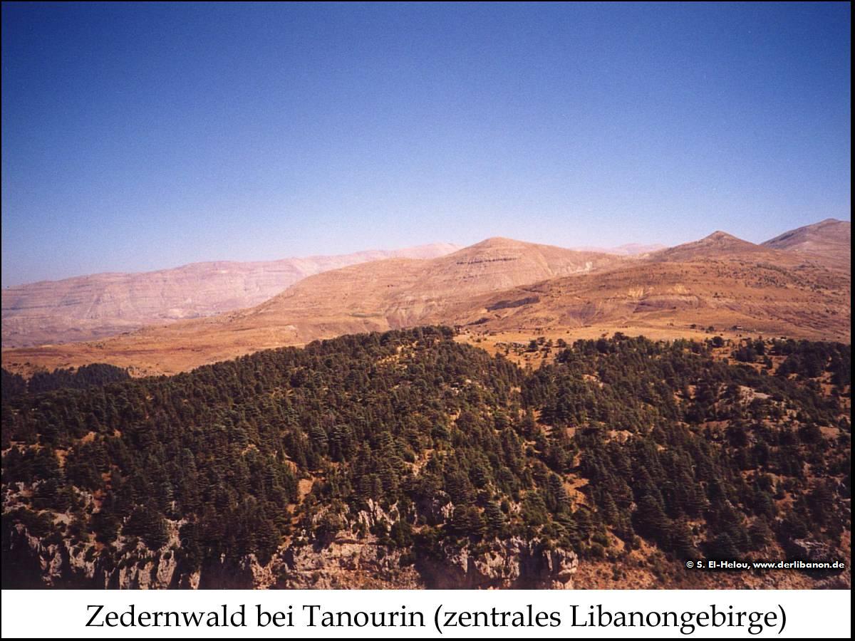 Libanon: Zedernwald bei Tanourin im Libanongebirge