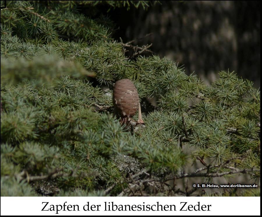 Libanon: weibliche Zedernzapfen